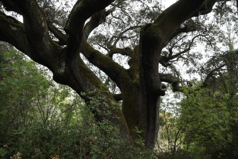 Parque Natural Serra da Enciña da Lastra