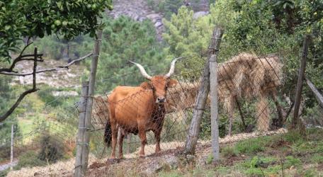 Parque Natural Baixa Limia -Serra de Xurés